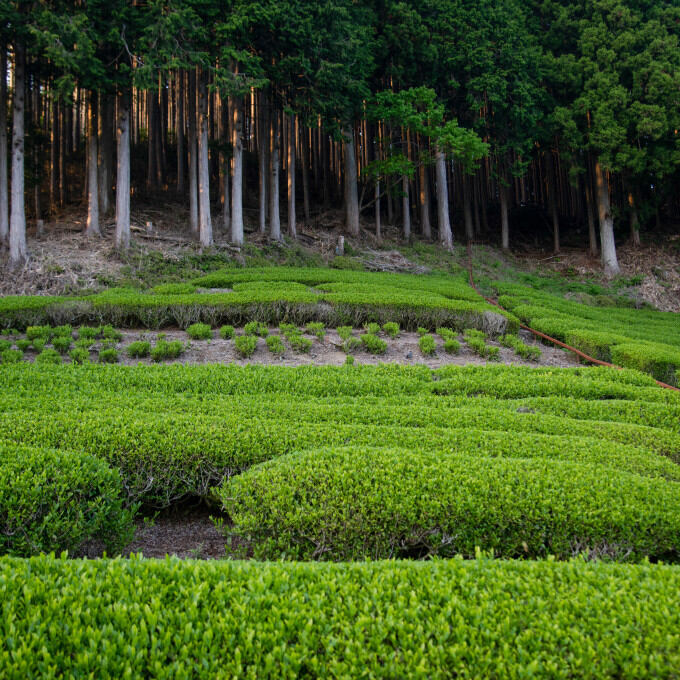 Producteurs - Shizuoka
			                    