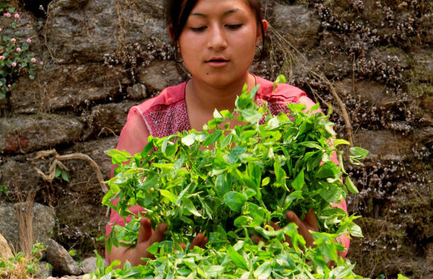 Producteurs - Jardin de thé de Mineral Spring
            