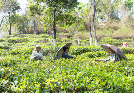 Producteurs - Jardin de thé de Potong
                    