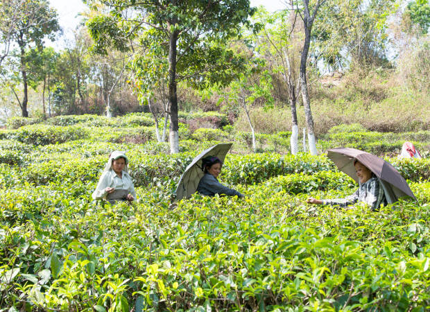 Producteurs - Jardin de thé de Potong
