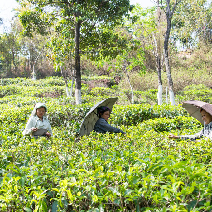 Producteurs - Jardin de thé de Potong
			                    