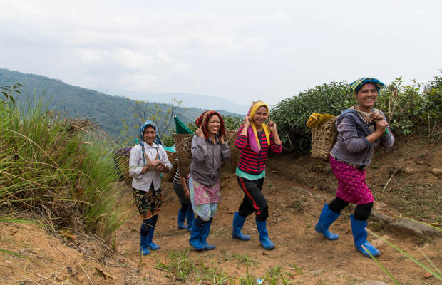 Producteurs - Jardin de thé de Seeyok
            