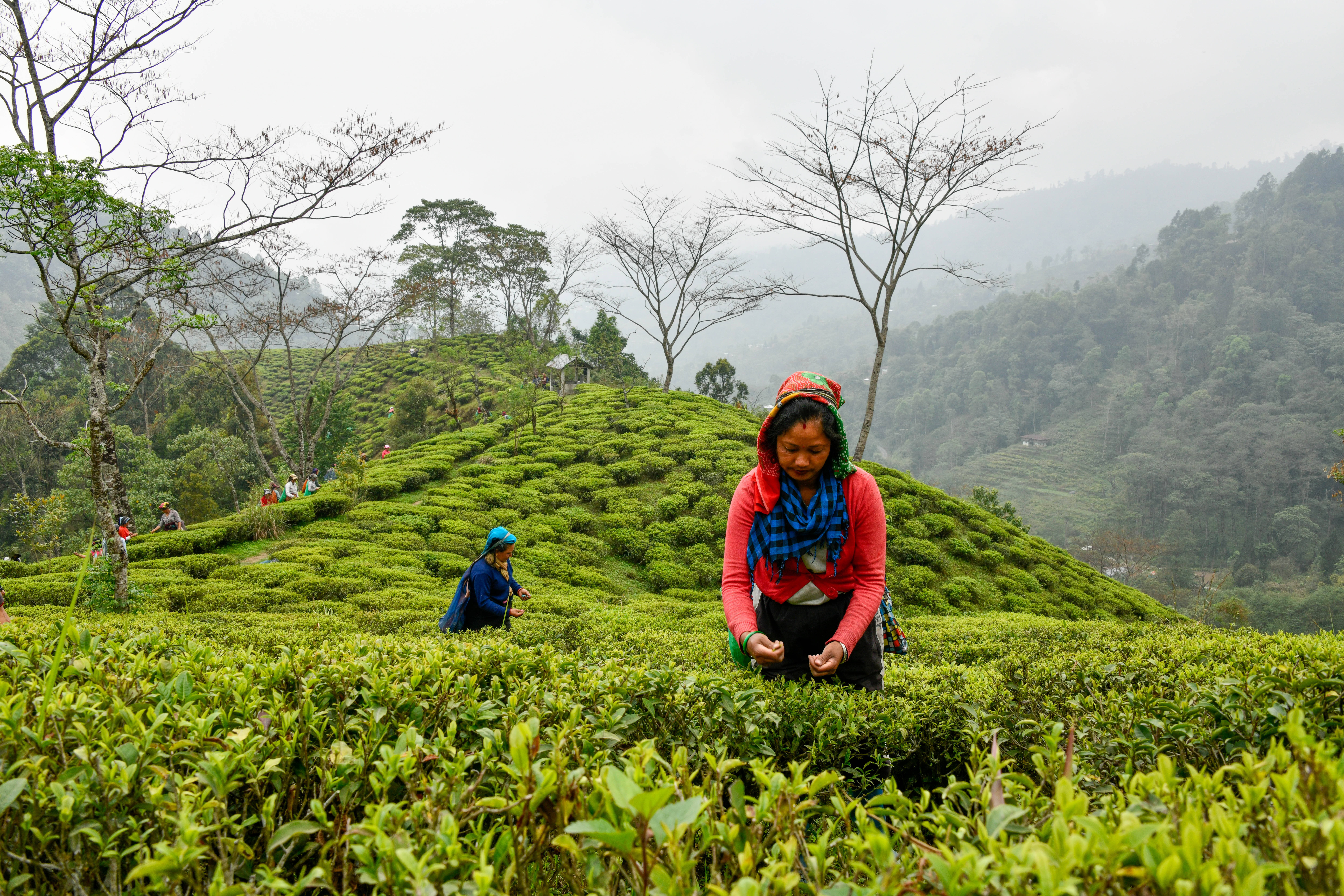 Pays producteurs - Inde - Jardin de thé de Samabeong