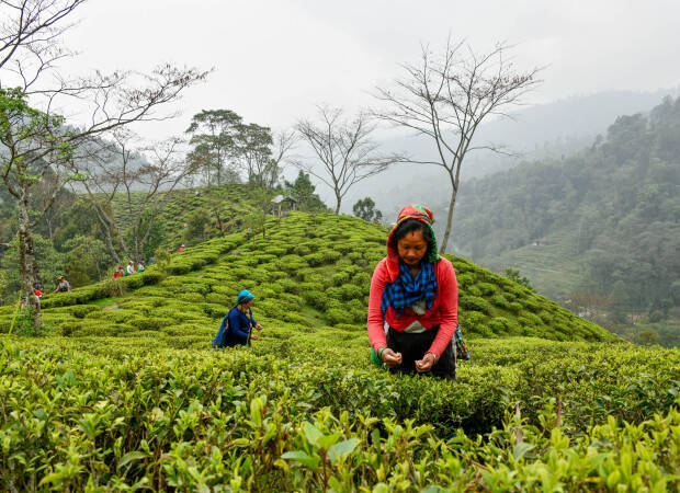 Pays producteurs - Inde - Jardin de thé de Samabeong - cueilleuses dans champ de thé
			                        