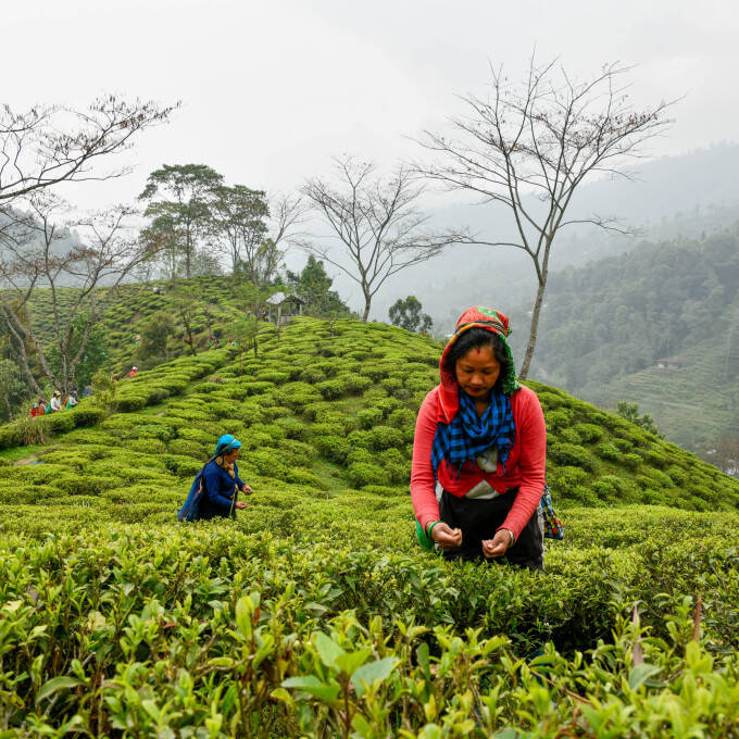 Pays producteurs - Inde - Jardin de thé de Samabeong - cueilleuses dans champ de thé
			                    