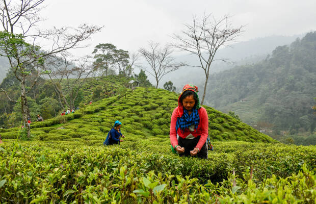 Producteurs - Jardin de thé de Samabeong
            