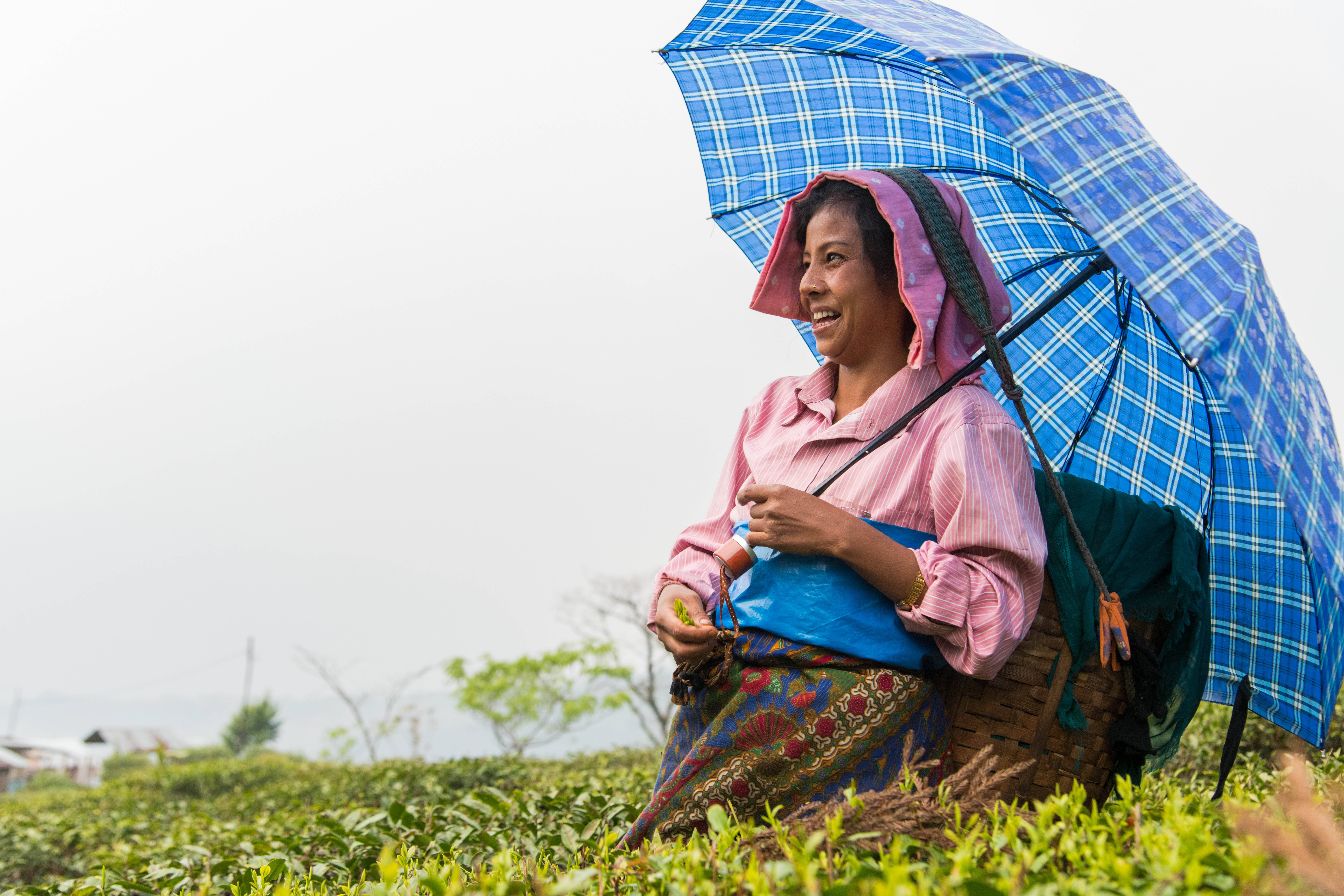 Pays producteurs - Inde - Jardin de thé de Singell