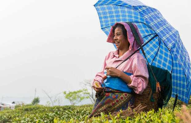 Pays producteurs - Inde - Jardin de thé de Singell - cueilleuse dans champ de thé
            