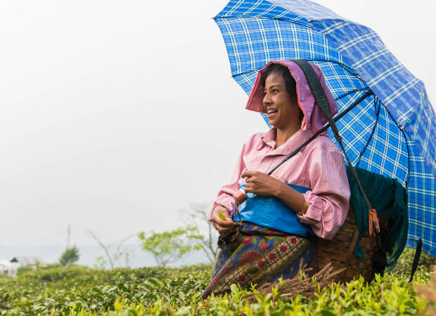 Pays producteurs - Inde - Jardin de thé de Singell - cueilleuse dans champ de thé
			                        