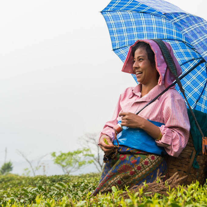 Pays producteurs - Inde - Jardin de thé de Singell - cueilleuse dans champ de thé
			                    