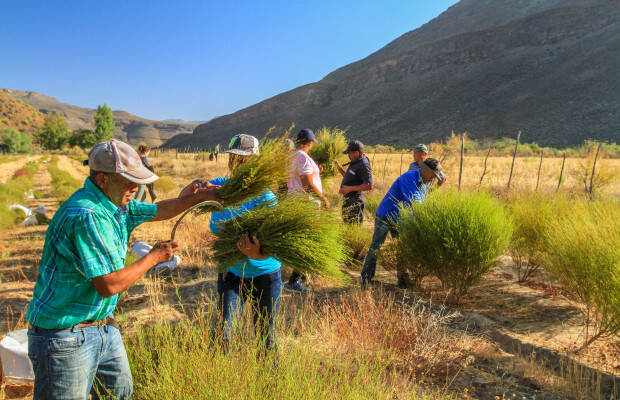 Pays producteurs - Coopérative de Wupperthal Original Rooibos - cueilleurs de rooibos dans un champ
            