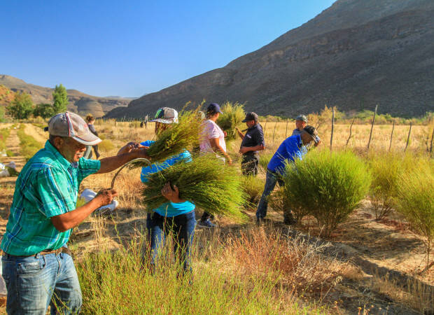 Producteurs - Wupperthal Original Rooibos Cooperative