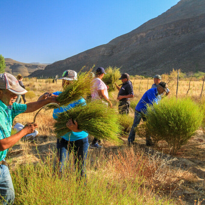 Producteurs - Wupperthal Original Rooibos Cooperative
			                    