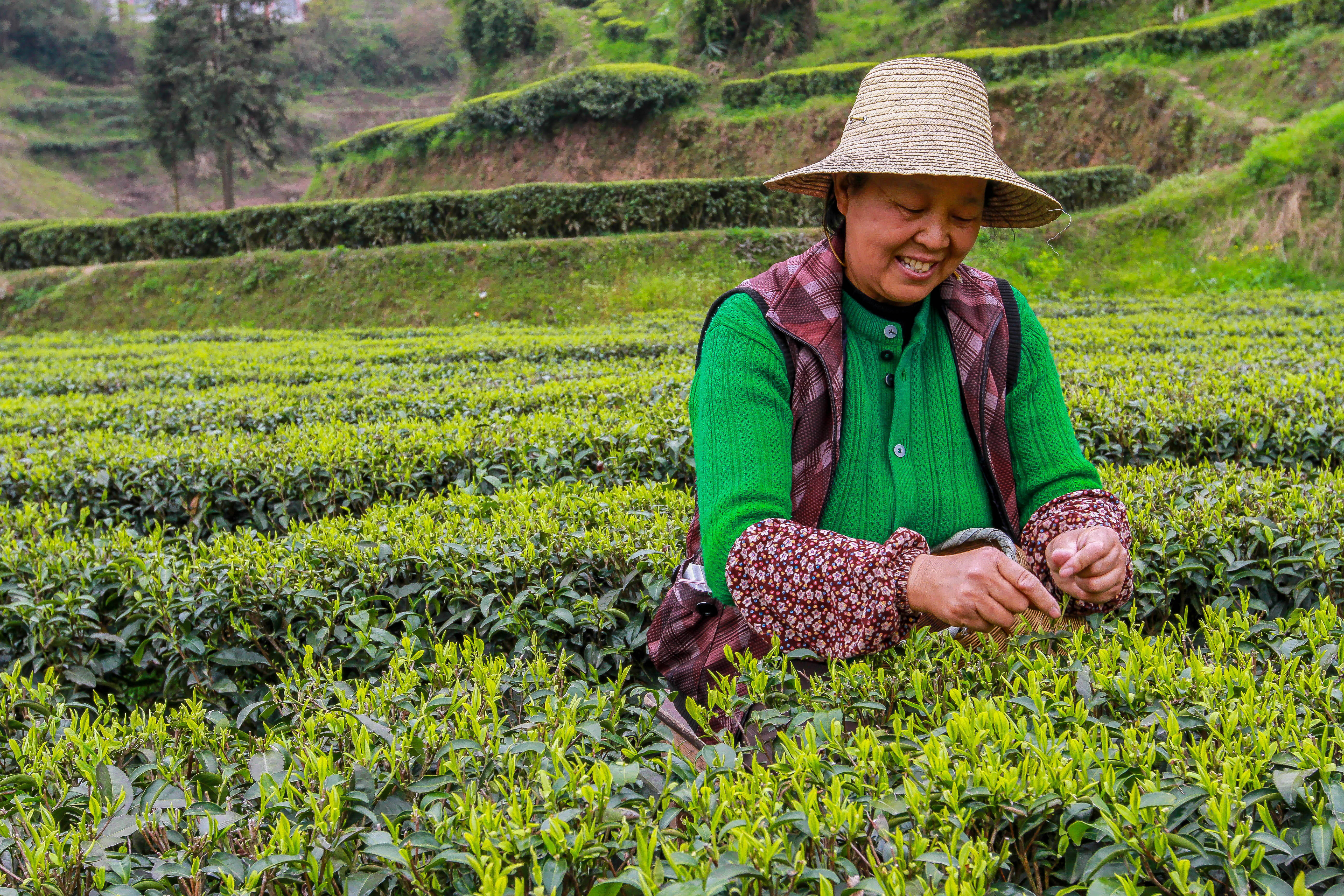 Pays producteurs - Chine - Coopérative de Xuan en Yisheng tea cooperative