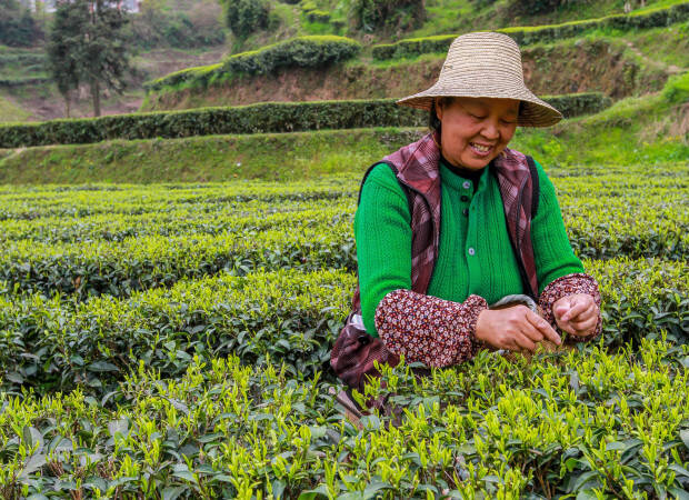 Pays producteurs - Chine - Coopérative de Xuan en Yisheng tea cooperative - cueilleuse dans un champ de thé
			                        