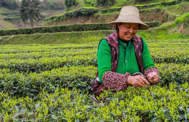 Producteurs - Xuan en Yisheng tea cooperative
            