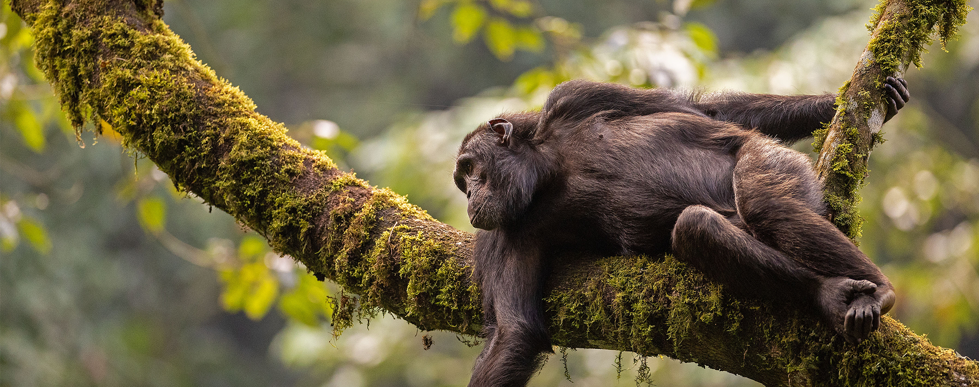 Chimpanzé dans les arbres
                          
